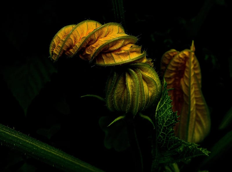 Best Vegetables for Urban Gardens