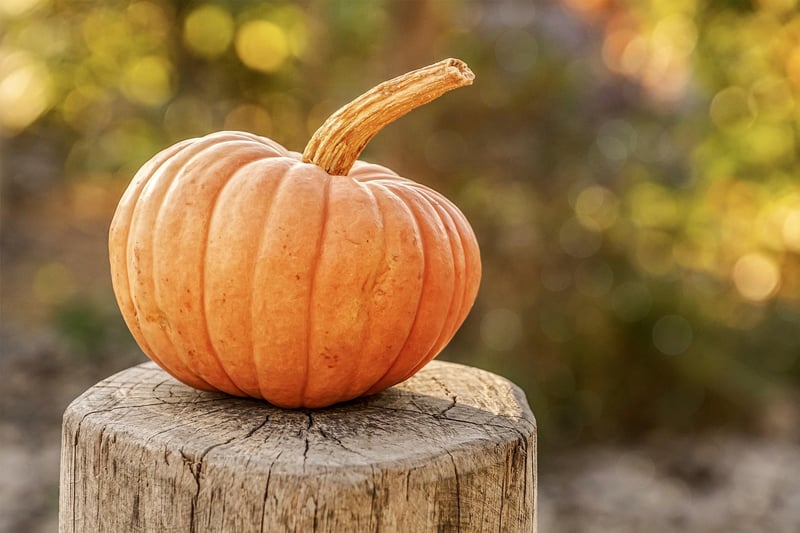 Fall Harvesting Techniques