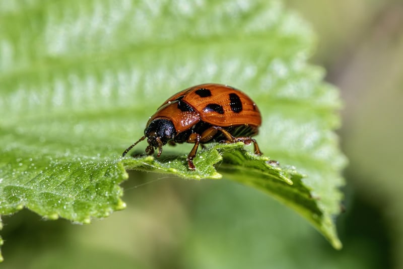 Natural Pest Control Methods