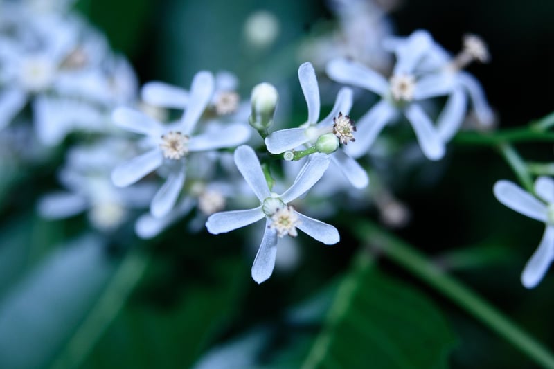 Neem Oil