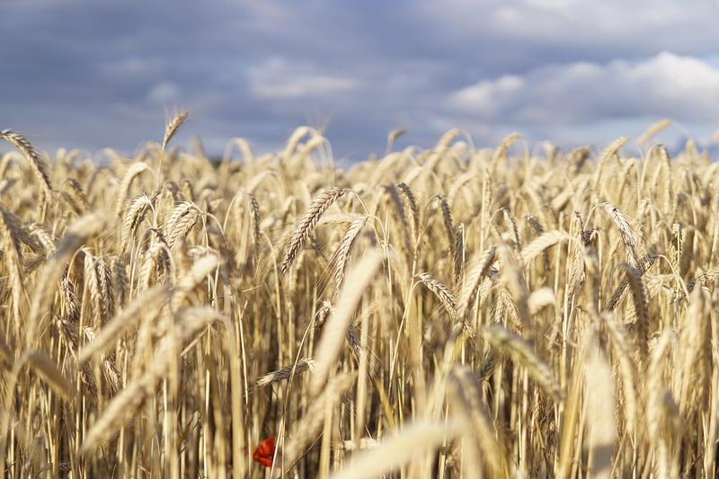 Cover Crops