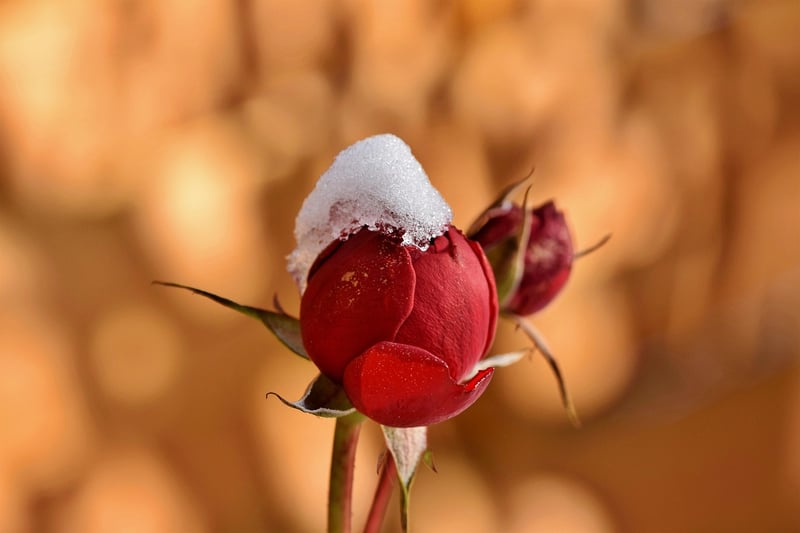 Winter Plant Care
